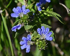 Scaevola nitida