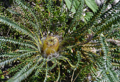 Banksia dallanneyi