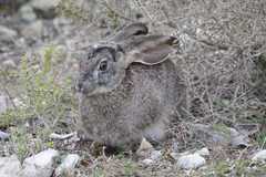 Lepus saxatilis