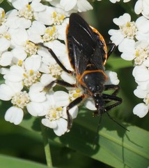Apiomerus crassipes