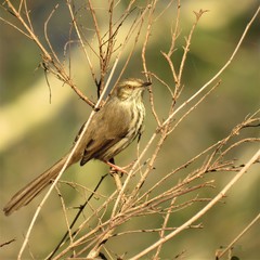 Prinia maculosa exultans