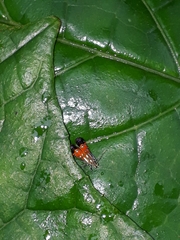 Tricyanaula aurantiaca
