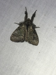 Dasychira obliquata