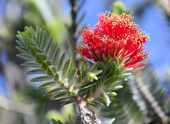 Melaleuca velutina