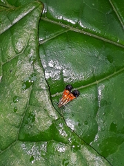 Tricyanaula aurantiaca