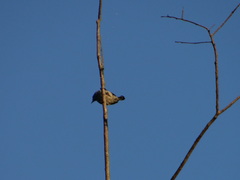 Picumnus albosquamatus