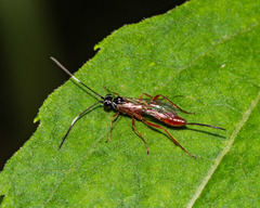 Mesostenus gracilis
