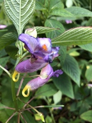 Impatiens arguta