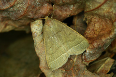 Simplicia rectalis