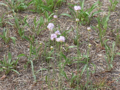 Armeria maritima elongata