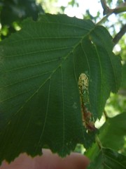 Phyllonorycter strigulatella