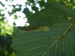 Phyllonorycter strigulatella