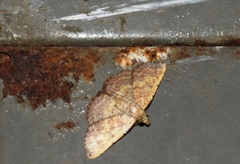 Cerynea punctilinealis