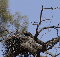 Hamirostra melanosternon