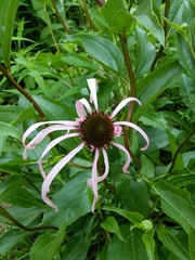 Echinacea laevigata