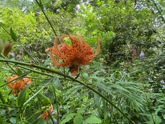 Lilium superbum