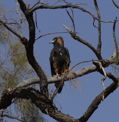 Hamirostra melanosternon