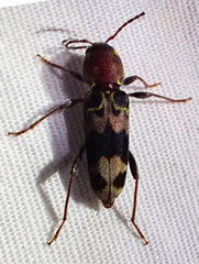 Xylotrechus colonus