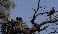 Hamirostra melanosternon