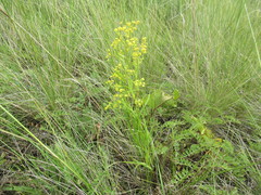Bupleurum scorzonerifolium