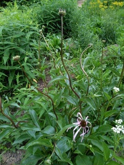Echinacea laevigata
