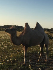 Camelus