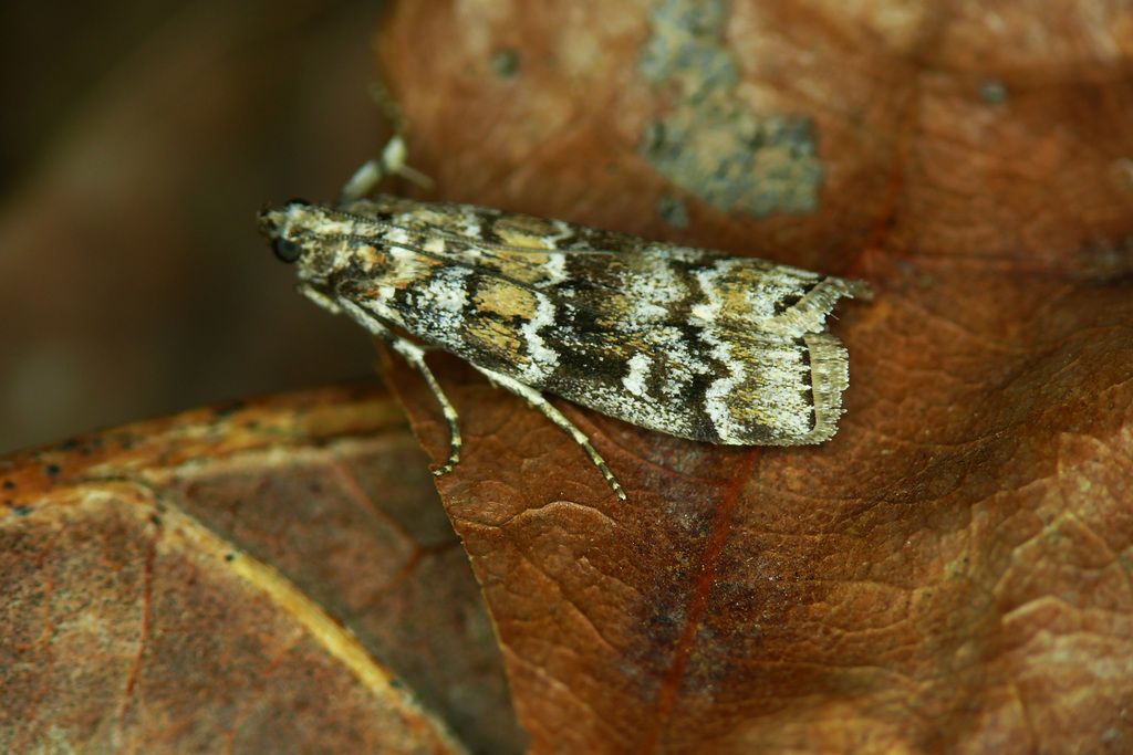 Dark Pine Knot-horn