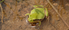 Hyla flaviventris