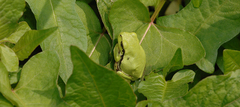 Hyla flaviventris