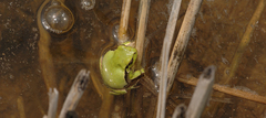Hyla flaviventris