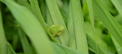 Hyla flaviventris