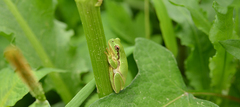 Hyla flaviventris