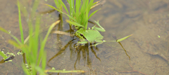 Hyla flaviventris