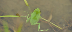 Hyla flaviventris