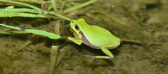 Hyla flaviventris