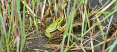 Hyla flaviventris