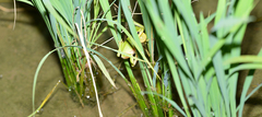 Hyla flaviventris