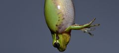 Hyla flaviventris