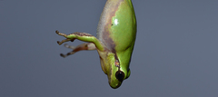 Hyla flaviventris