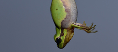 Hyla flaviventris