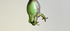 Hyla flaviventris