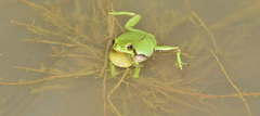 Hyla flaviventris