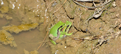Hyla flaviventris