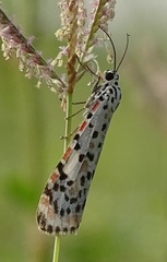Utetheisa pulchelloides vaga