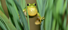 Hyla flaviventris