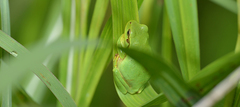 Hyla flaviventris