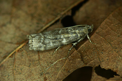 Dioryctria simplicella