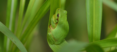 Hyla flaviventris