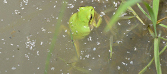Hyla flaviventris