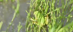 Hyla flaviventris